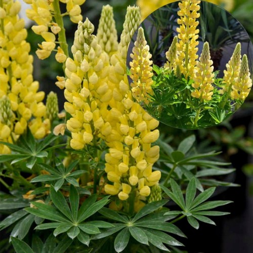 Lupinus polyphyllus 'Lupini Yellow Shades' - Hulgalehine lupiin 'Lupini Yellow Shades' P9/0,55L